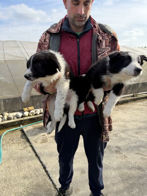 Cuccioli di Border Collie - Foto 5
