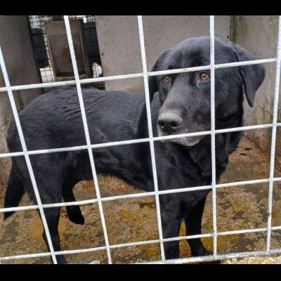 SIRIUS FANTASTICO MIX LABRADOR CANE IN ADOZIONE