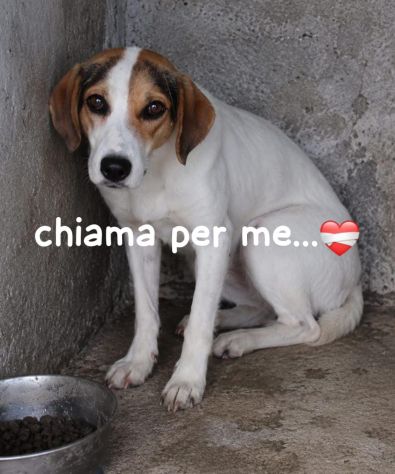 BRENDA 4 ANNI 16/18 KG taglia media contenuta - Foto 2