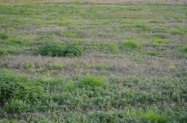 Lotti di terreno artigianali-industriali, vendesi zona Buttapietra (VR)