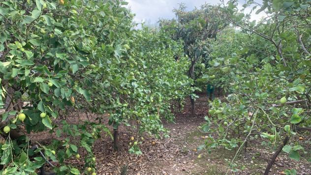 Terreno Agricolo in vendita a Santa Flavia - Foto 16