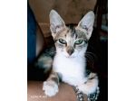 Regina, una gattina ancora da salvare...