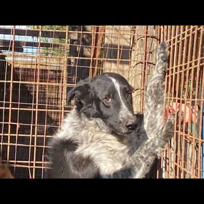 TOTÒ ADORABILE CERCA CASA, CANE IN ADOZIONE - Foto 10