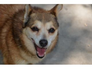 ATHENA, timida cagnolina di taglia piccola