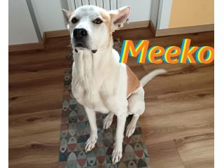 Meeko, dal divano al canile