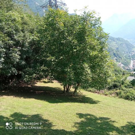 TERRENO AGRICOLO - Foto 2