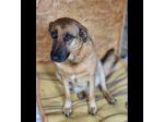 SHINA UNA VITA BUTTATA CANE IN ADOZIONE