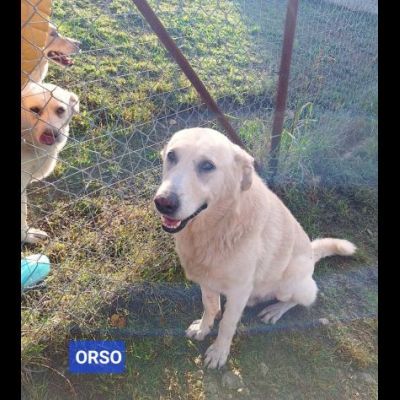 UNA FAMIGLIA DI CUORI BIANCHI DA SALVARE, CANE IN ADOZIONE - Foto 8