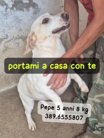 PEPE 5 ANNI 8/9 KG IN CANILE - Foto 4