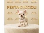 Chihuahua toy - cuccioli selezionati