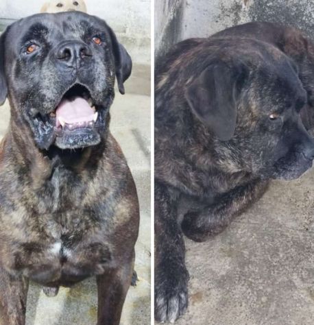 2CORSO MASCHIO E FEMMINA MOLLATI IN 1PESSIMO CANILE ANNI FA.CALABRIA - Foto 3