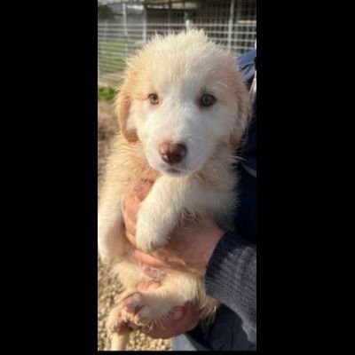 MILO ADORABILE CUCCIOLO IN ADOZIONE - Foto 2