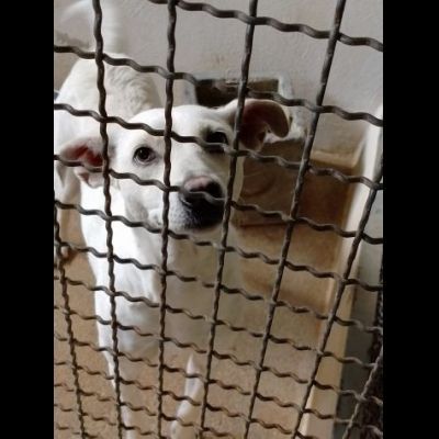 UBALDA E UGOLINO CAGNOLINI IN ADOZIONE - Foto 5