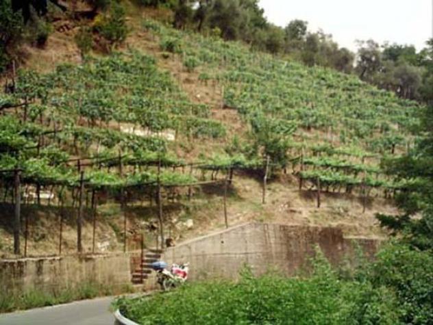 Terreno agricolo in vendita a Fontia - Carrara 3000 mq Rif: 798593
