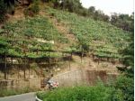 Terreno agricolo in vendita a Fontia - Carrara 3000 mq  Rif: 798593