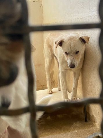 LIVIO UNA SPERANZA PER LUI, CANE IN ADOZIONE TG MEDIA - Foto 3