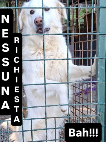 WHISKY CARATTERE ECCEZIONALE SALVATO DAL SUO AGUZZINO CERCA CASA CANE IN ADOZION - Foto 7