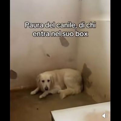 GERONIMO imprigionato senza colpa CANE IN ADOZIONE - Foto 6