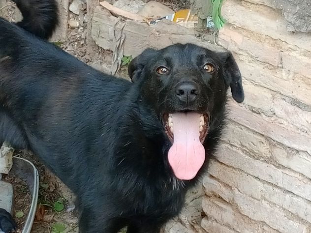 LOLLO - Foto 3