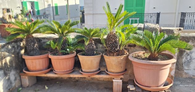 Cycas affare - Foto 5