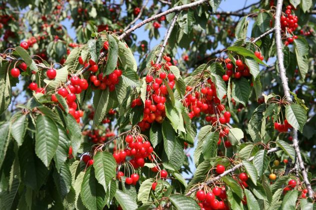 Vigneto e frutteto a Trecastagni - Foto 2
