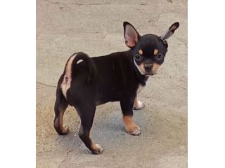 Chihuahua con pedigree Enci