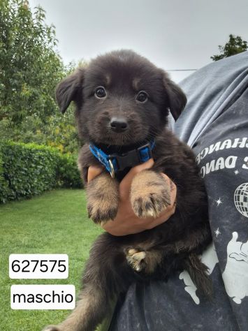 CUCCIOLI 2 MESI taglia media IN CANILE - Foto 7