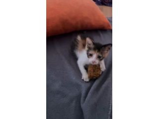 STELLINA, dolcissima micina in adozione!