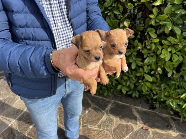 Cuccioli di Chihuahua X Pinscher - Foto 3