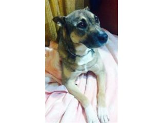 GREG, il cane tuttofare