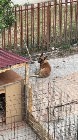 Cuccioli di Pastore belga Malinois - Foto 4