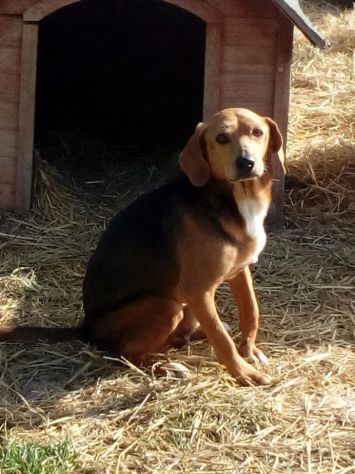 Simil Beagle 6/7anni SOS SOLO X FAMIGLIA PAZIENTE! MARCHE