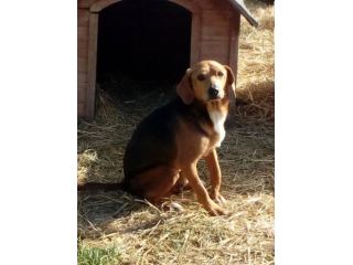 Simil Beagle 6/7anni SOS SOLO X FAMIGLIA PAZIENTE! MARCHE