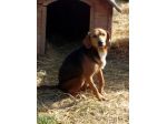 Simil Beagle 6anni SOS SOLO X FAMIGLIA PAZIENTE! MARCHE
