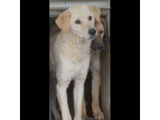 ETTORE L' OCCASIONE PER APRIRSI ALLA VITA CUCCIOLO IN ADOZIONE