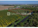 Terreno di 29309 mq  in vendita a Cerea - Rif. 4549341