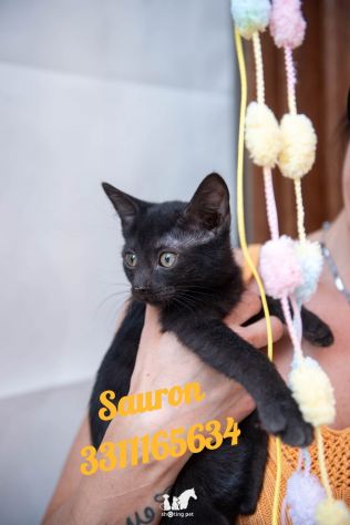 Sauron e sibill 3?mesi di dolcezza - Foto 4