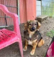 5anni splendido manto kg15 DA CUCCIOLO ASPETTA CASA.NAPOLI - Foto 5