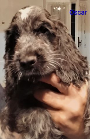 Cucciolo cocker spaniel inglese Blu roano - Foto 4