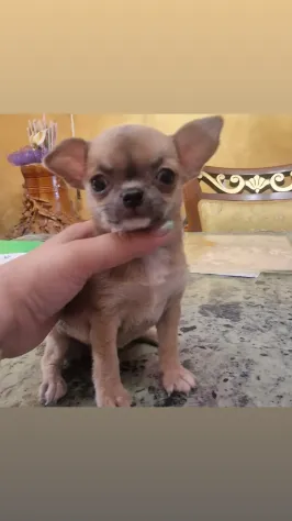 Chihuahua femmina pelo corto crema Roma
