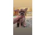 Chihuahua femmina pelo corto crema  Roma
