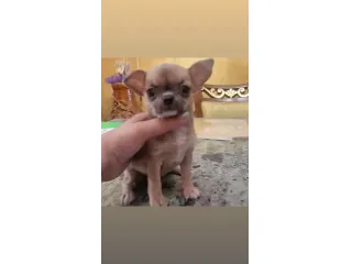 Chihuahua femmina pelo corto crema  Roma