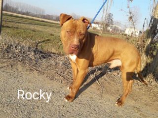 Rocky dolcissimo pitbull in regalo