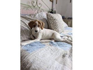 Daisy cucciola