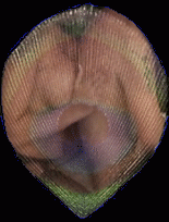 Lucca/VERSILIA A VIAREGGIO MASSAGGITANTRA.Art Sensual TANTRArt TOCCOdelPAVONE - Foto 5 Tel:3772503951
