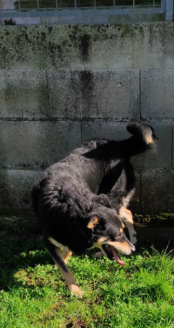 CANE IN ADOZIONE. L' ATTESA DI CAFFE' - Foto 4