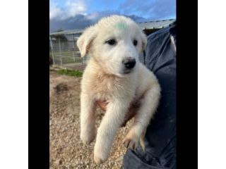 MIRKO DELIZIOSO CUCCIOLO IN ADOZIONE