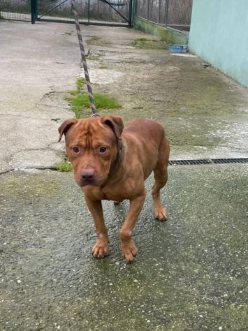 EMMER UNA NUOVA VITA, CANE IN ADOZIONE - Foto 4