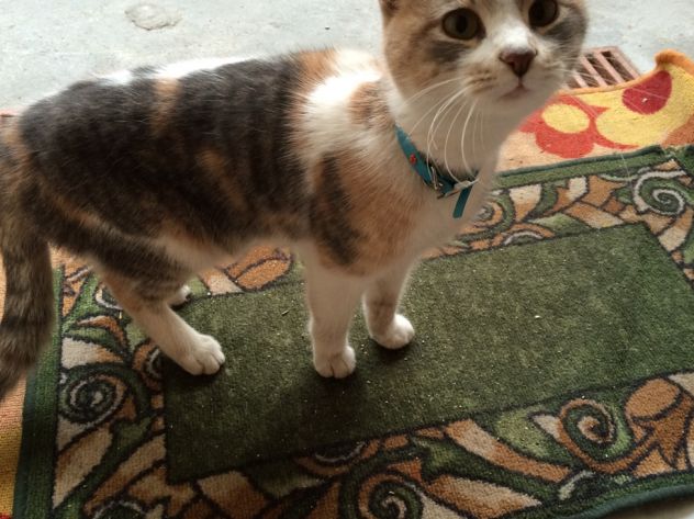 OLIVIA, dolcissima gattina abbandonata - Foto 5