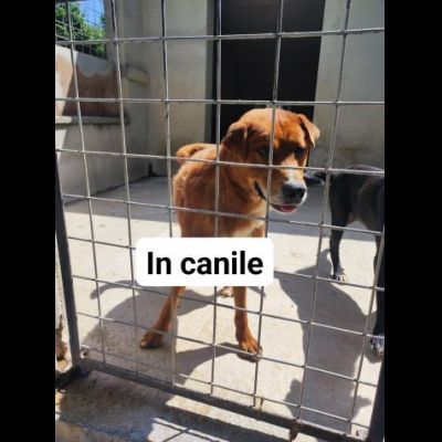 HACKITO CAGNOLINO IN ADOZIONE - Foto 3